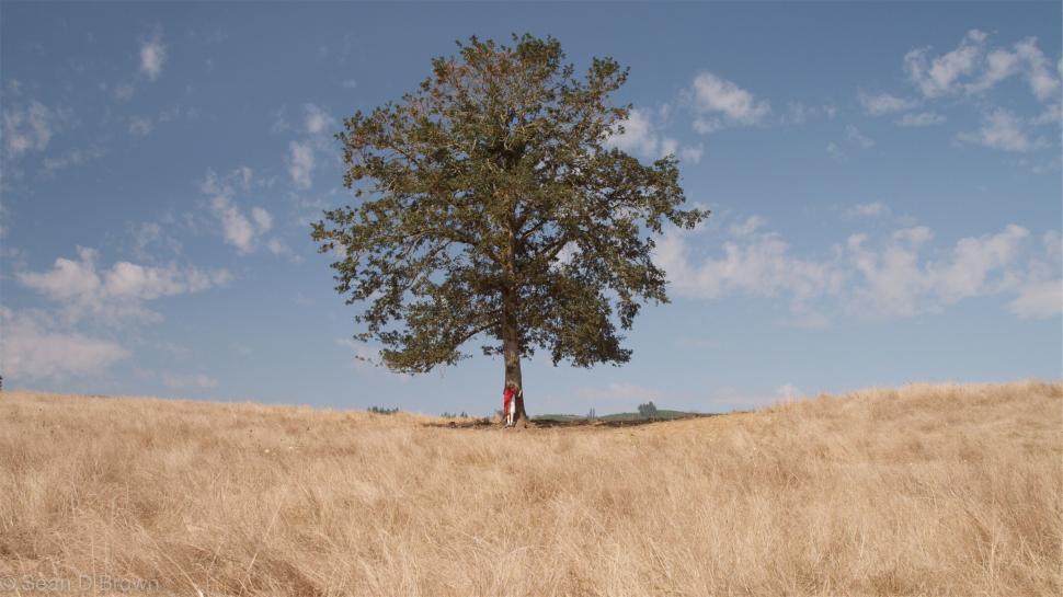 Free Image of Lone big tree in field of dry grass under blue sky 