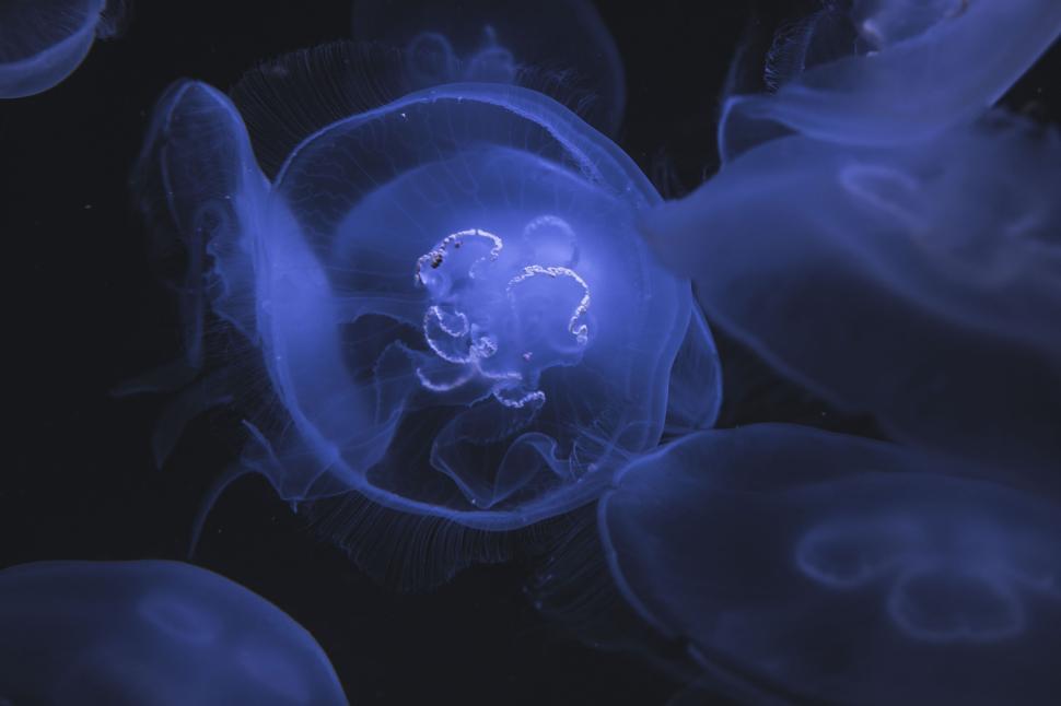 Free Image of Glowing blue jellyfish swimming gracefully in the ocean 