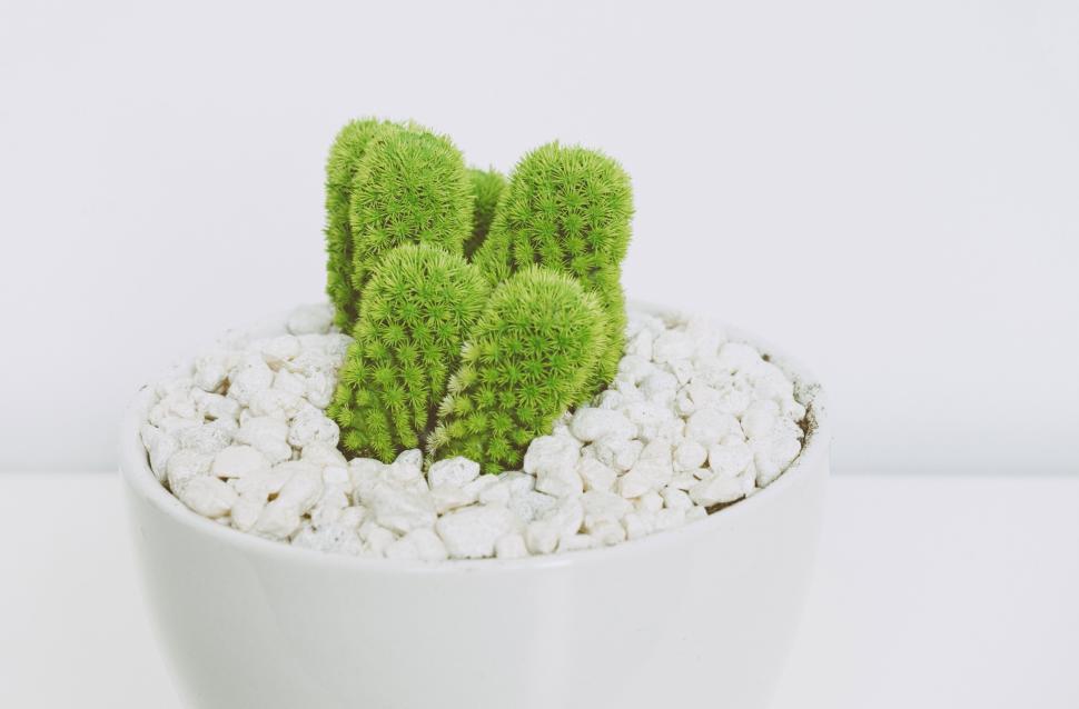 Free Image of Small green cacti in white pot with white pebbles indoors 