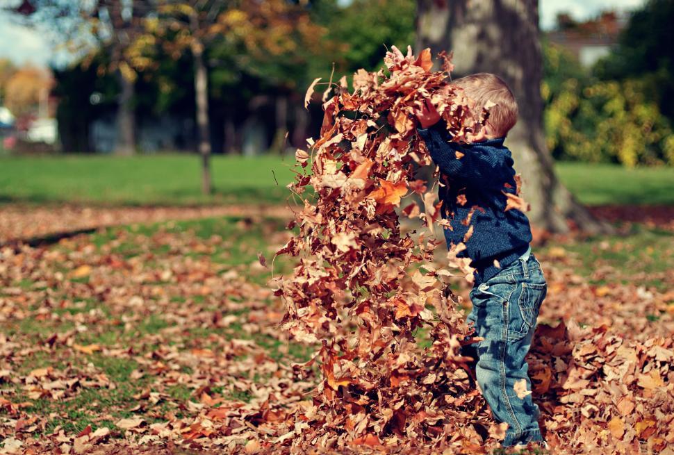Free Image of Child playing in autumn leaves at park in sunlight 