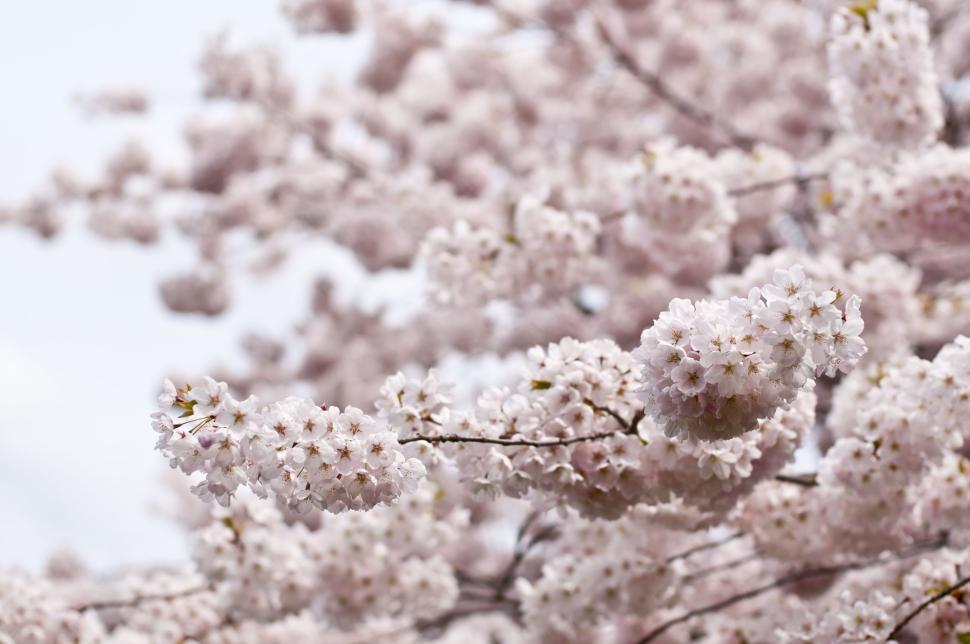 Free Image of Delicate cherry blossoms in full bloom on branch 