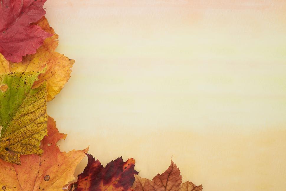 Free Image of Bright autumn leaves forming a colorful seasonal border 
