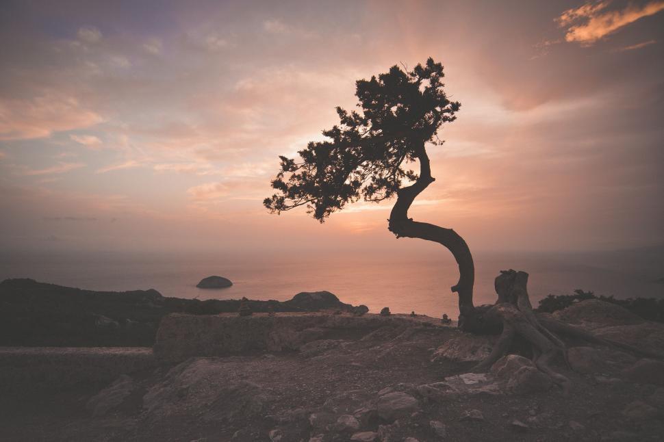 Free Image of Solitary tree silhouetted against a stunning sunset sky 