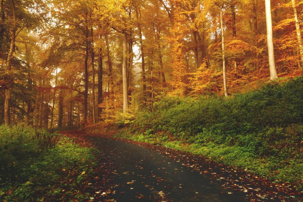 Free Image of Forest road winding through autumn foliage in the woods 