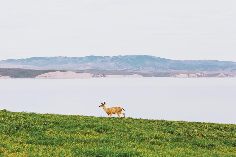 Free Image of Lonely deer stands in grass field with mountains behind. 