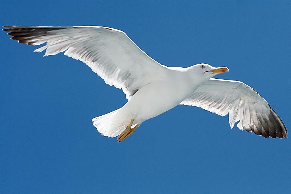 Free Stock Photo of Seagull | Download Free Images and Free Illustrations