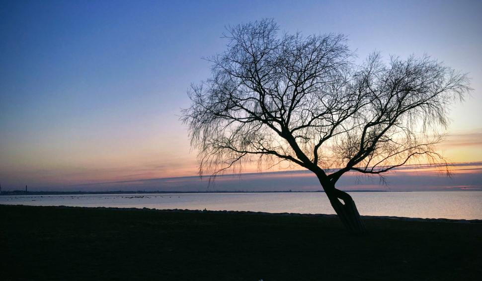 Free Image of Lonely tree by the sea during twilight, serene view. 