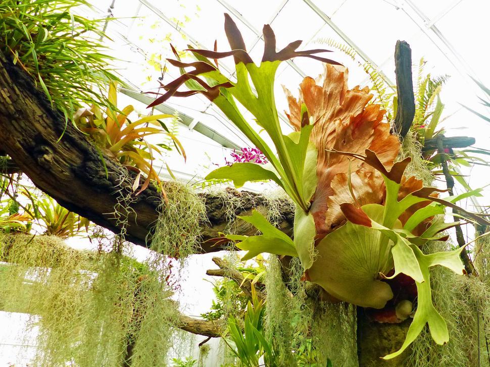 Free Image of Staghorn Ferns or Elkhorn Ferns 