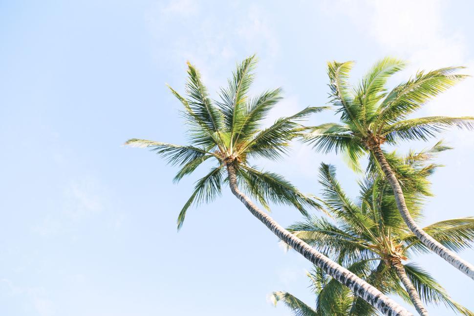Free Image of High view of three magnificent palm trees in blue sky 
