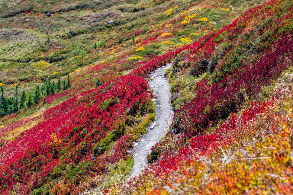 Free Image of Trail through a vibrant landscape with red foliage 