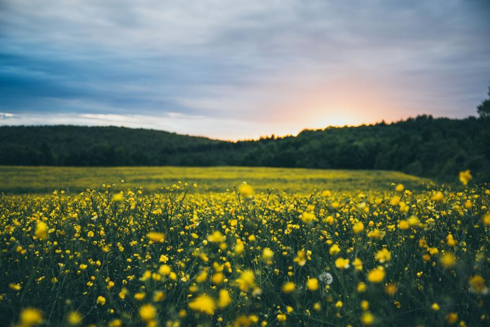 Free Image of Vibrant meadow with yellow flowers under sunset sky 
