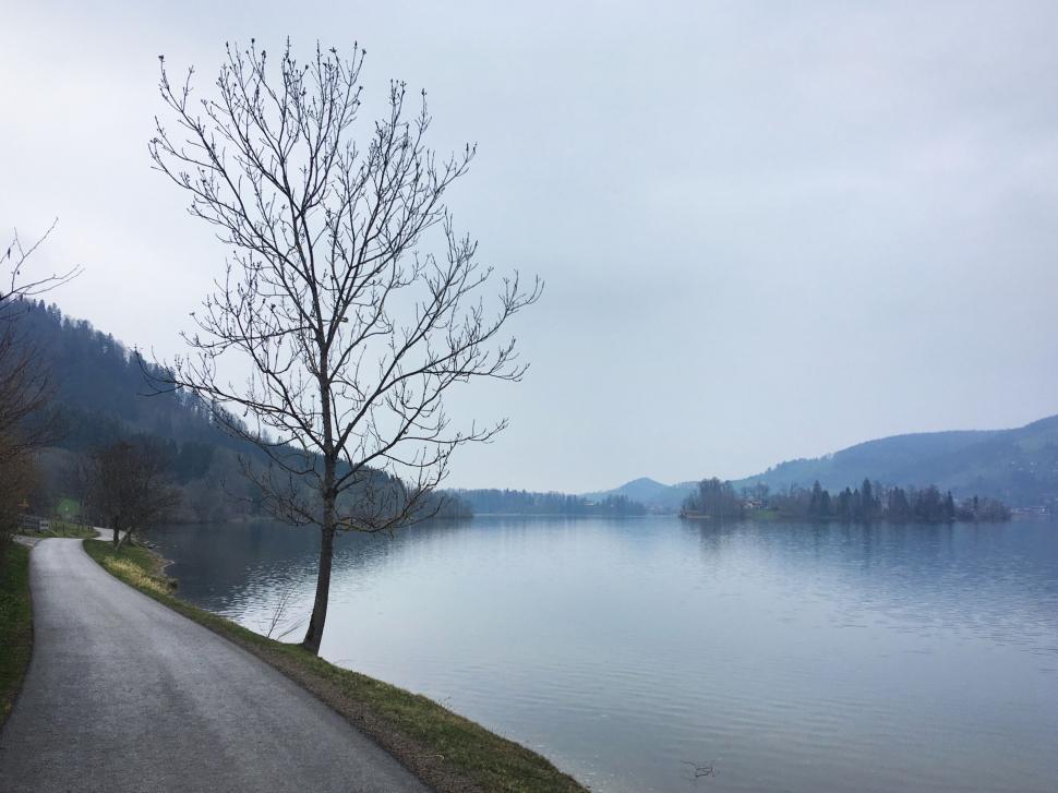 Free Image of Serene lakeside path with bare tree on a misty day. 