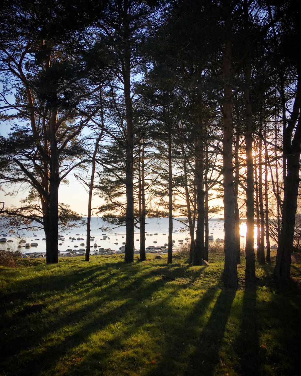 Free Image of Sunlight piercing through forest trees by the lake shore 