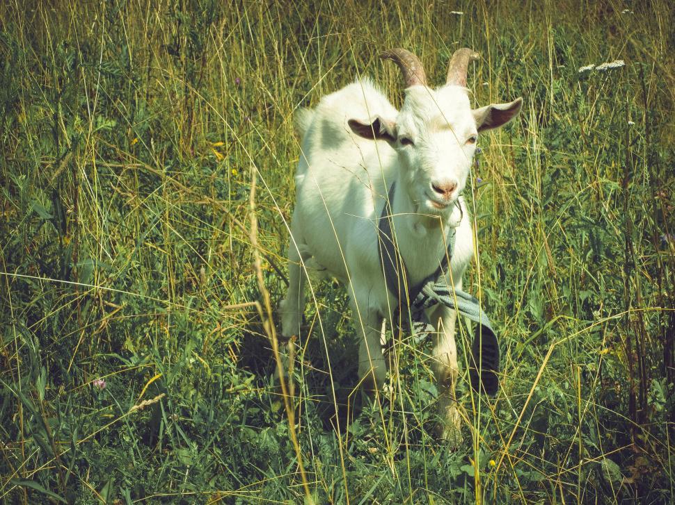 Free Image of Graceful goat standing tall in lush green meadow 