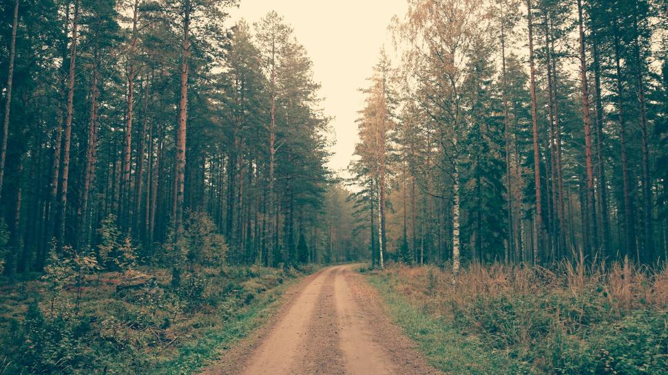 Free Image of Long dirt path through tall forest trees in sunlight 