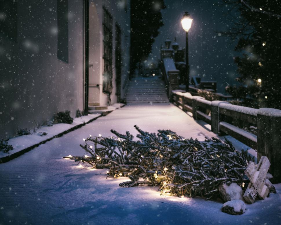 Free Image of Snow-covered pathway with a fallen Christmas tree visible. 