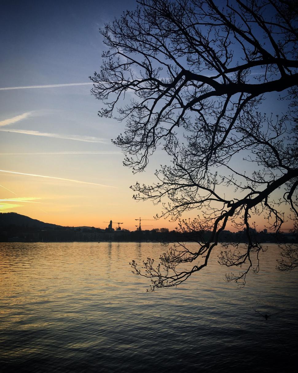 Free Image of Sunset over calm lake with bare tree branch 