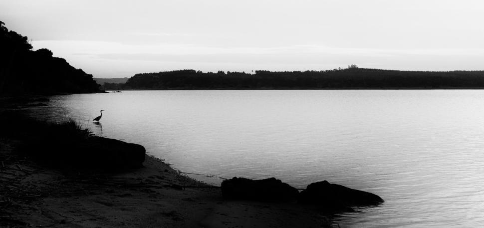 Free Image of Monochrome lakeside view with bird and distant forest 