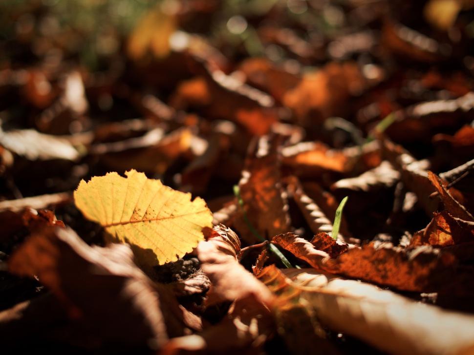 Free Image of Golden leaf among brown leaves in autumn forest floor 