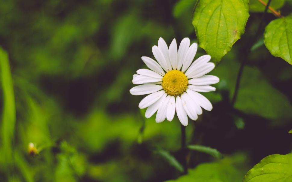 Free Image of Close-up of a single daisy flower in a lush green field. 