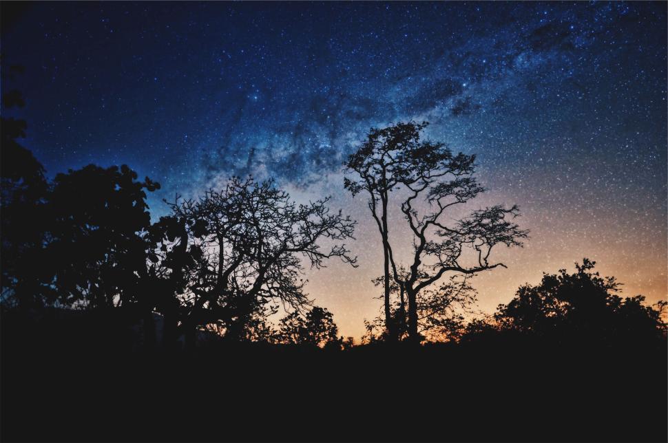 Free Image of Starry night sky above silhouetted trees and forest 