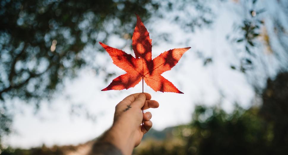 Free Image of Hand holding vibrant red maple leaf against bright sky. 