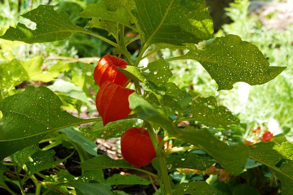 Free Image of Chinese Lantern Plant Fruit 