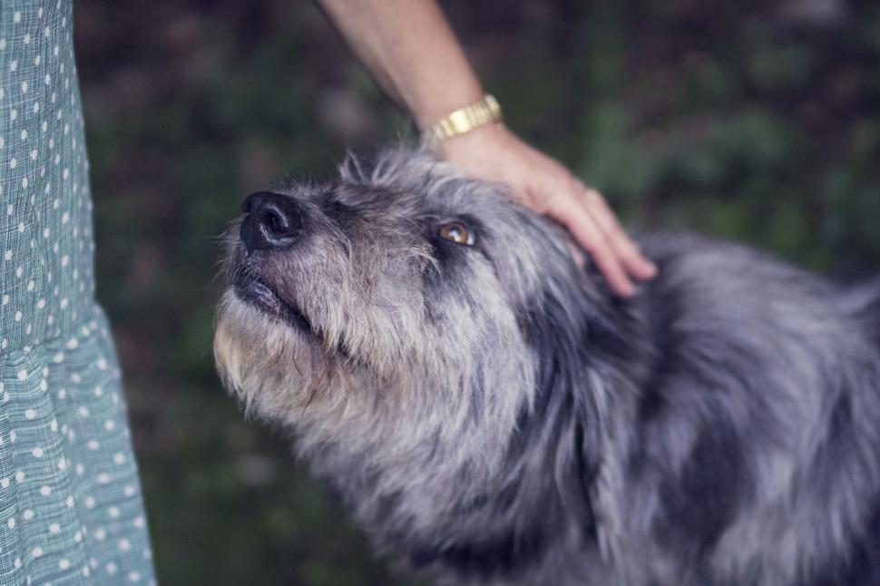 Free Image of Person affectionately petting a shaggy gray dog 