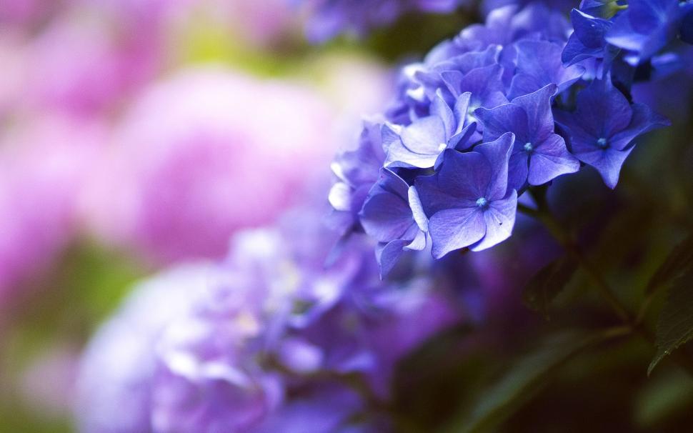 Free Image of Close-up of vibrant purple and pink hydrangeas 