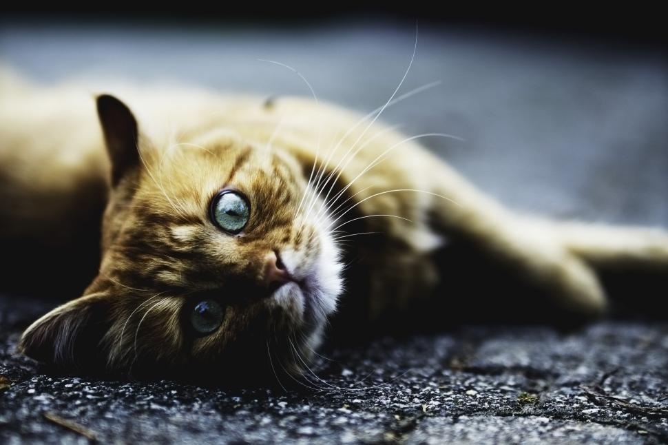 Free Image of Ginger cat with green eyes lying on the ground 