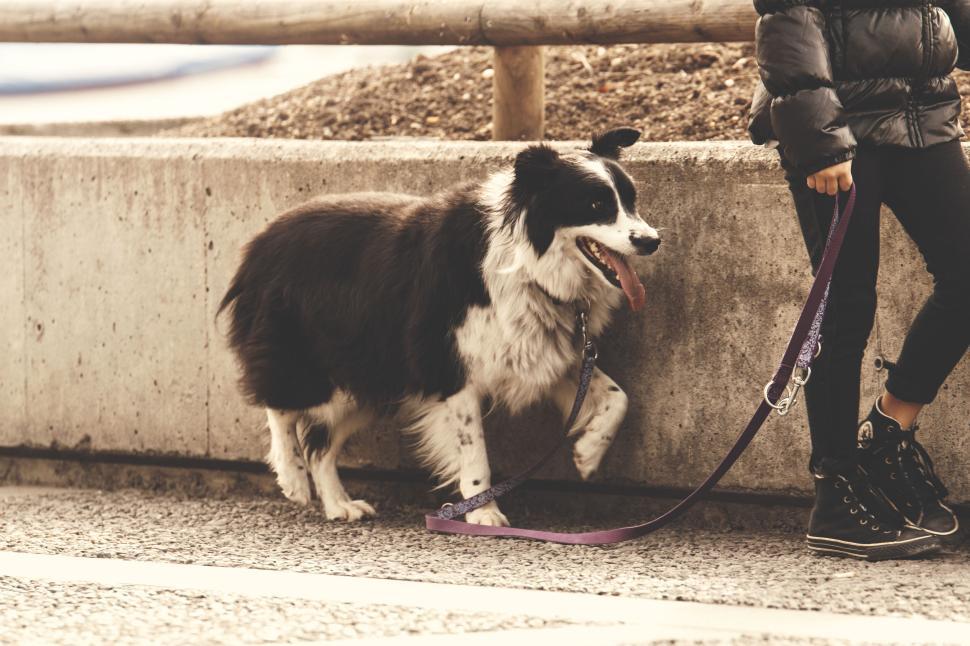 Free Image of Dog on leash walking with owner on urban street 