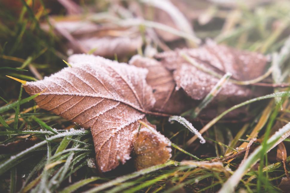 Free Image of Frost-covered leaves on grass with morning light 