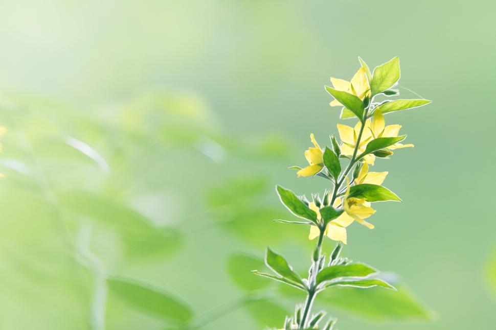 Free Image of Yellow flower on a green background with sunlight blur. 