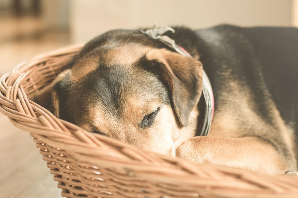 Free Image of Sleeping dog curled in basket, resting peacefully, cozy. 