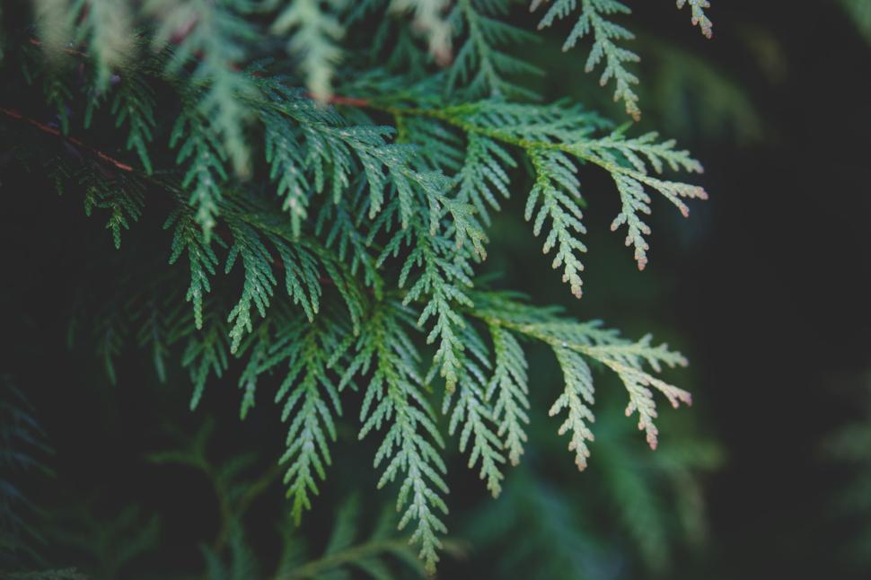 Free Image of Green evergreen needles close-up creating a natural scene 