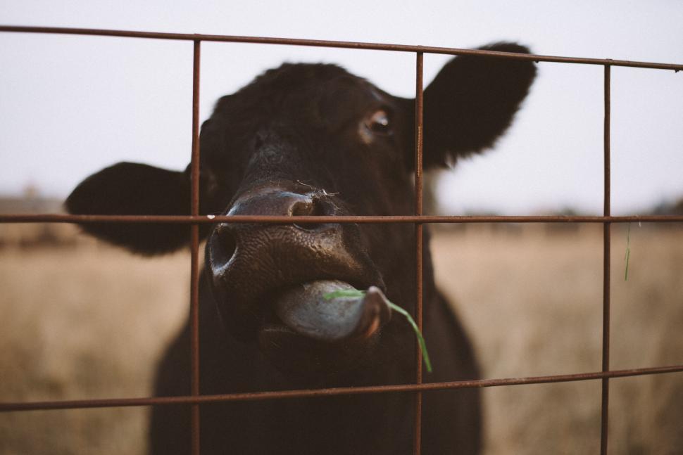 Free Image of Cow eating grass through metal fence on the field 