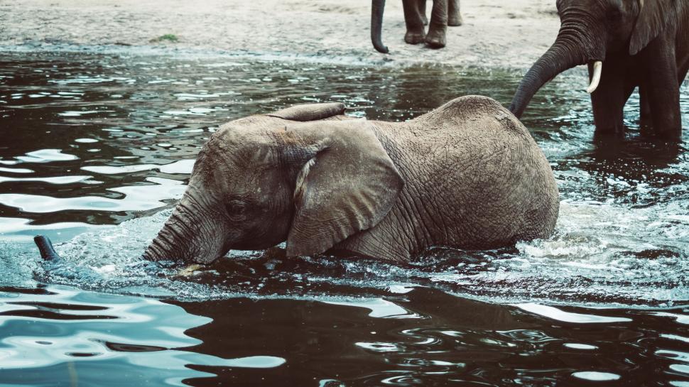Free Image of Baby elephant playing in the water with other elephants 