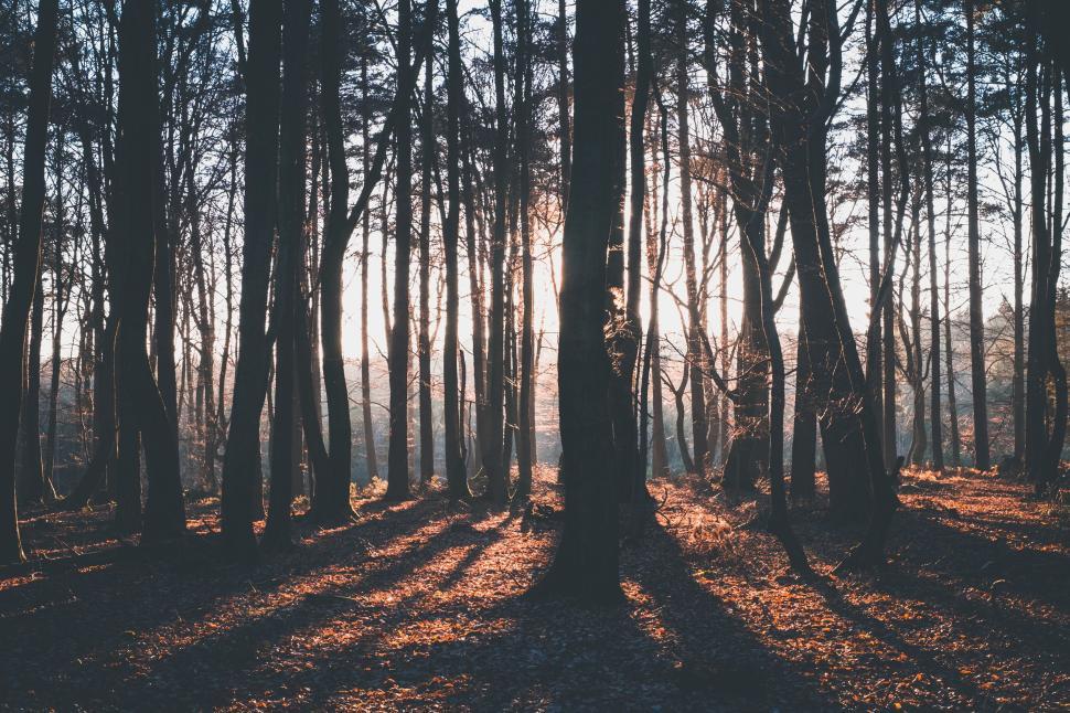 Free Image of Sunlight streaming through a dense forest of tall trees 