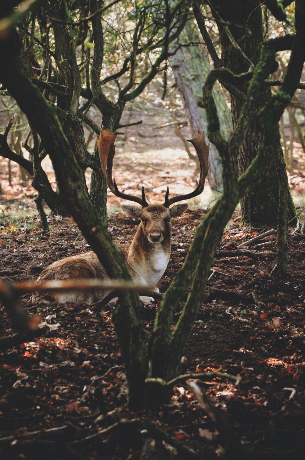 Free Image of Majestic stag standing amidst trees in a dense forest 