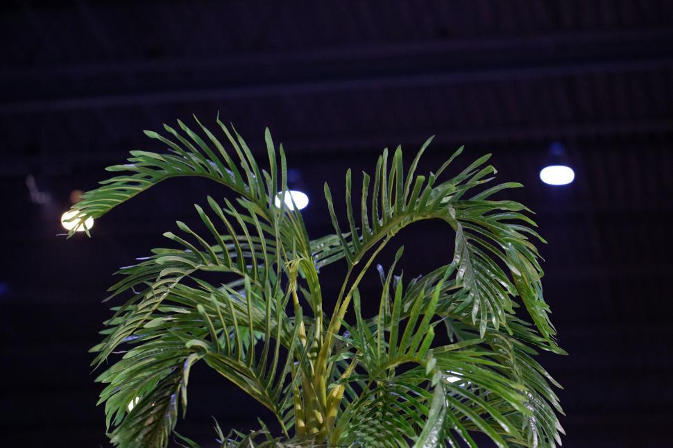 Free Image of Tall green palm tree plant against a dark background 