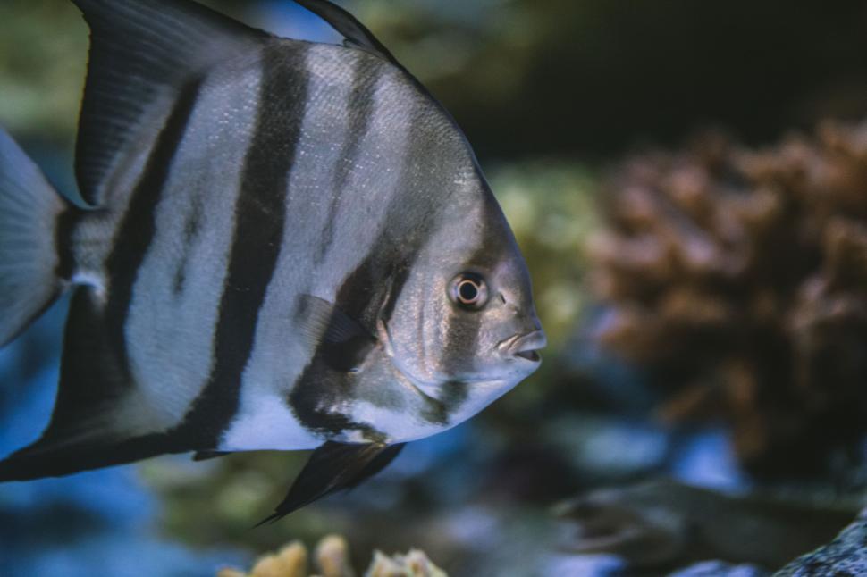 Free Image of Close-up of a black and white fish swimming in water 