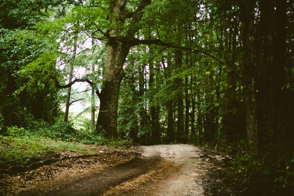 Free Image of Forest path surrounded by lush green trees 