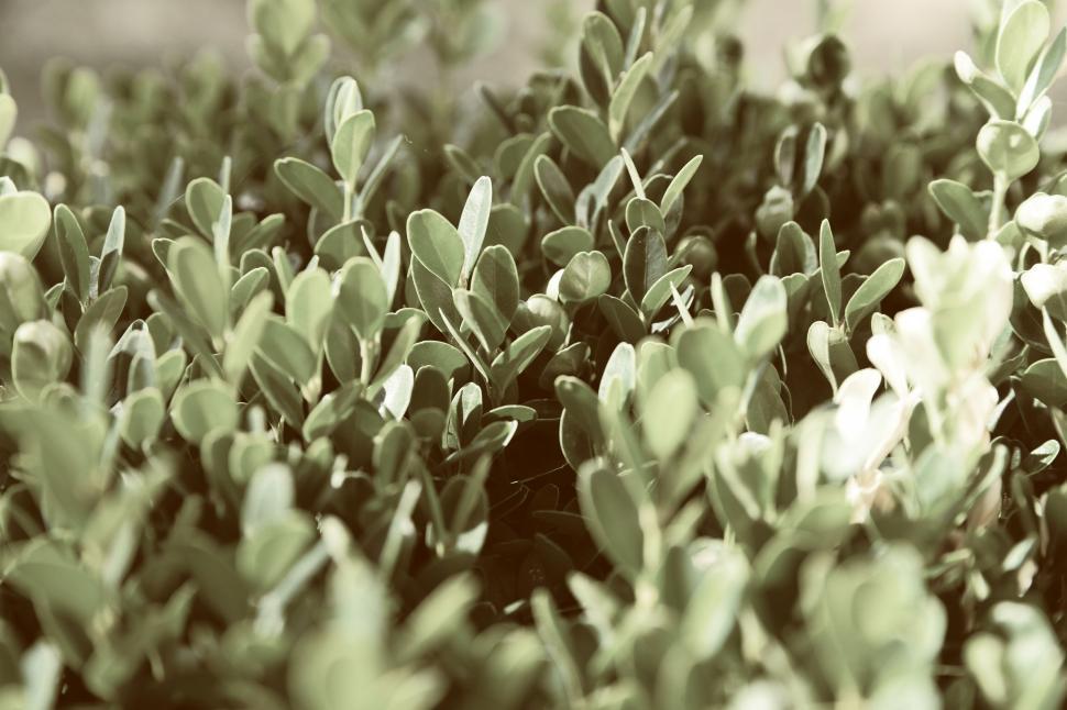 Free Image of Close-up of green foliage with blurred background outdoors 