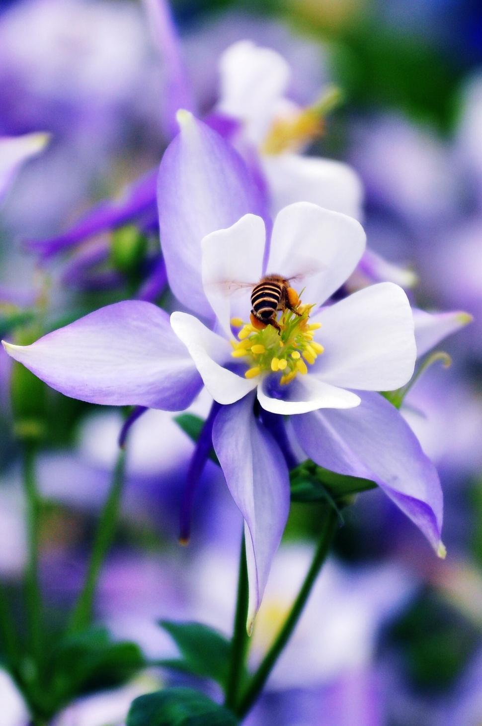 Free Image of Purple and white flower with a bee collecting nectar 