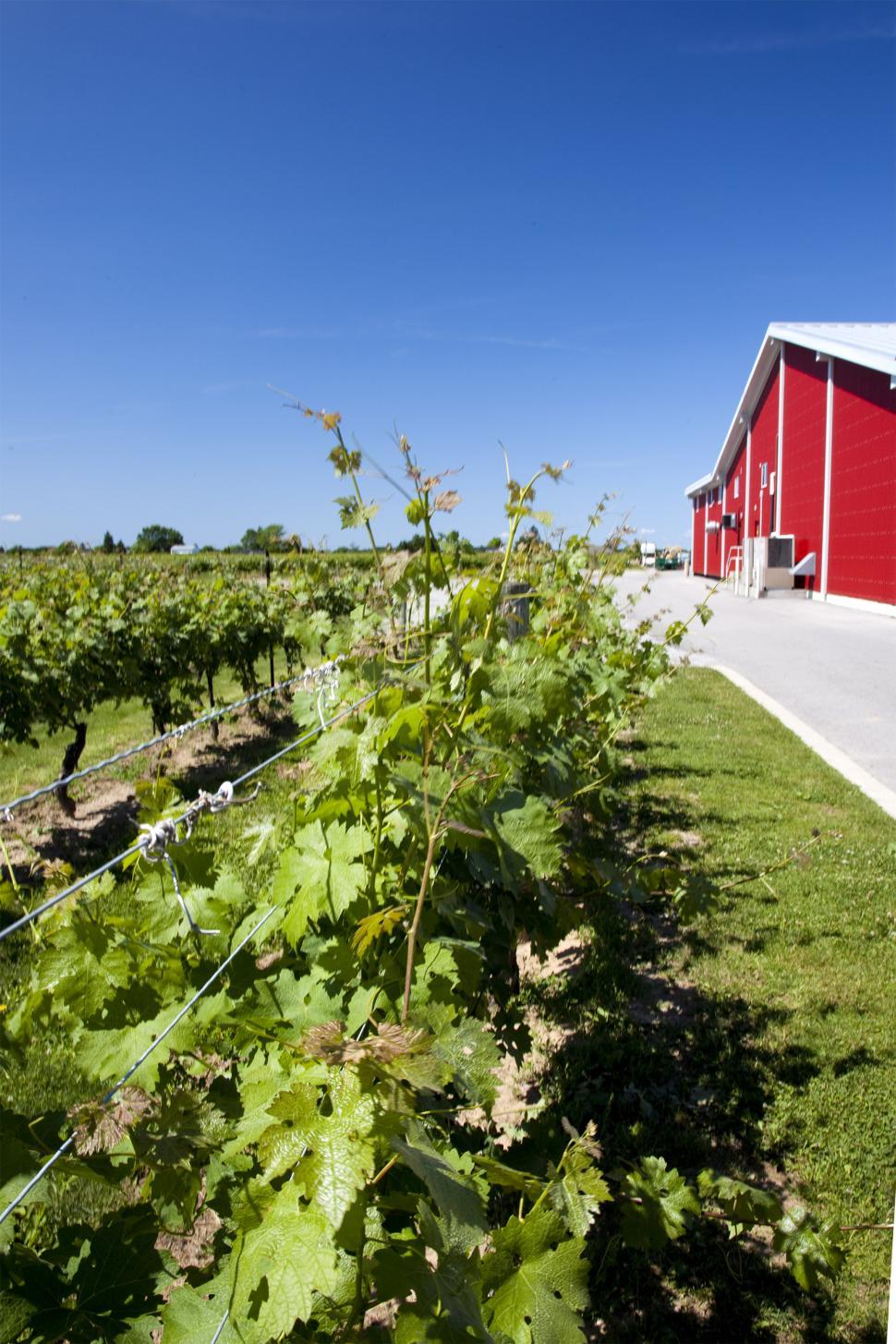 Free Image of Grape vines 