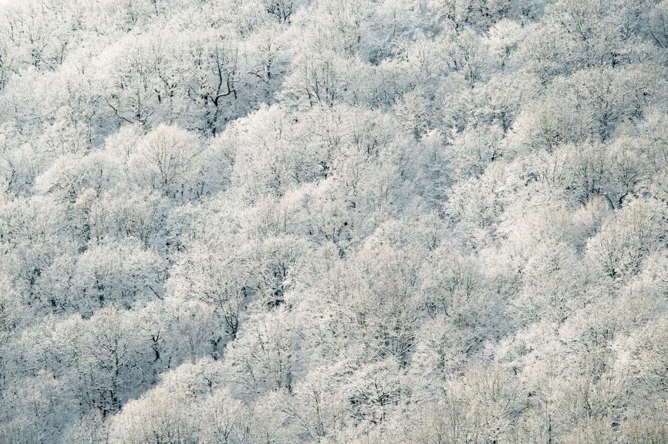 Free Image of Snow-covered forest with bare trees and dense foliage 