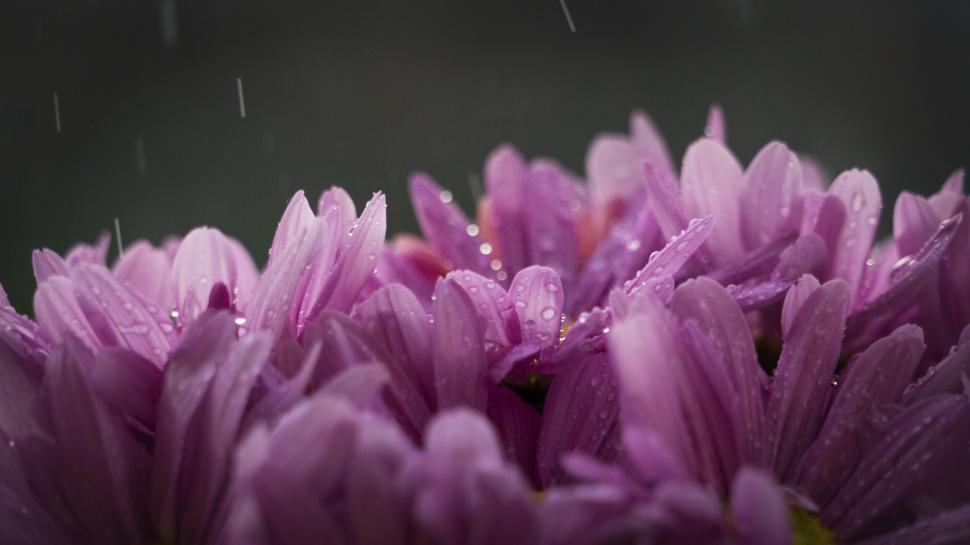 Free Image of Pink flowers in bloom with drops of rain adorning petals. 