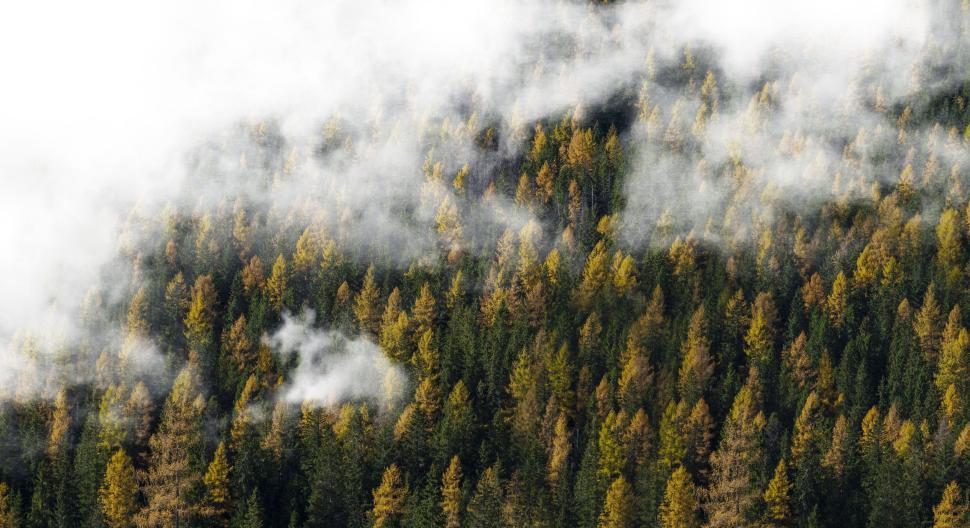 Free Image of Lush forest with fog enveloping the autumn-colored trees 