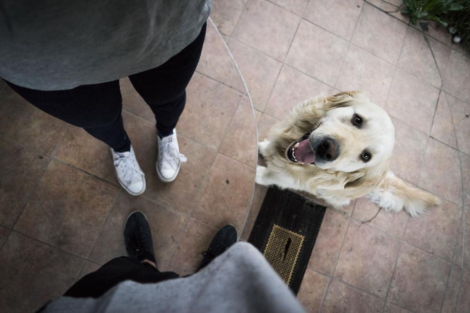 Free Image of Happy dog with people captured from above view. 