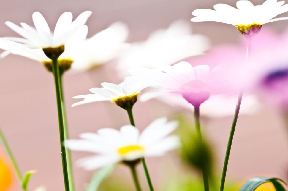 Free Image of White daisies against a softly blurred background 